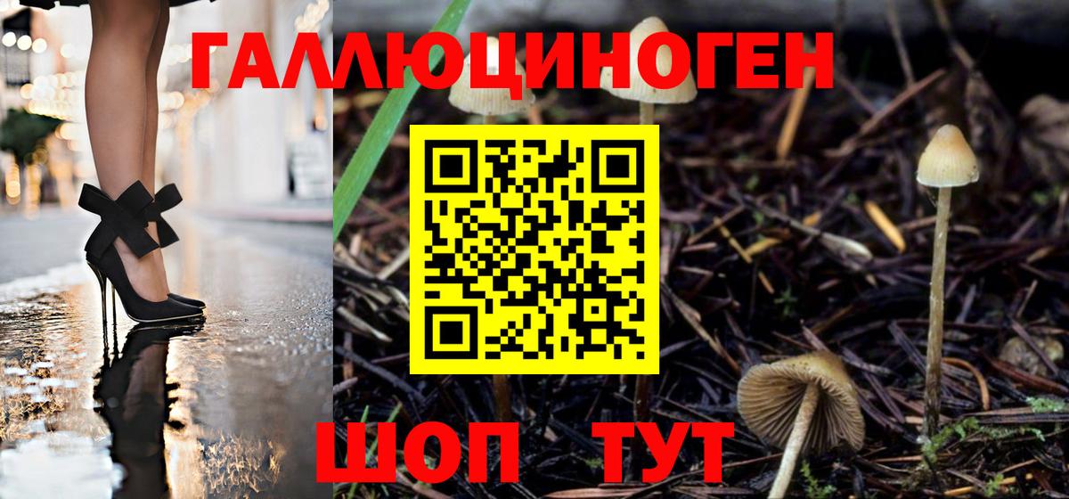 Галлюциногенные грибы Psilocybine cubensis Берёзовский